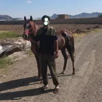 اسب فروشی