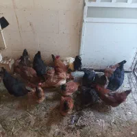 مرغ تخم گذار