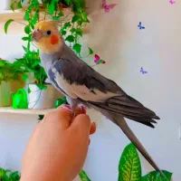 عروس هلندی سالم وسرحال