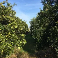فروش باغ پرتقال ۱۰۰۰ متر روستای اطراف بابل