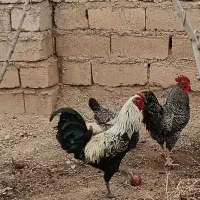 خروس چهل تاج