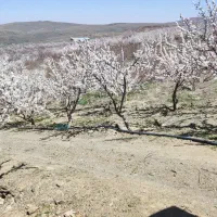 فروش باغ بادام در محدوده شهر سامان