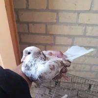 کبوتر|پرنده|تفت, |دیوار