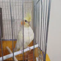 عروس‌هلندی‌نر