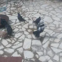 بوم کبوتر