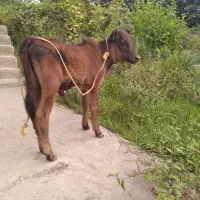 ۲ راس گوساله نردوش دار غذا خوردورگ