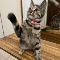 واگذاری گربه