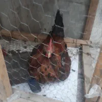 خروس جوان