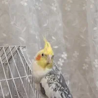 عروس هلندی نر