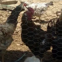 خروس|حیوانات مزرعه|قهدریجان, |دیوار