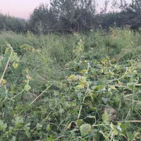 علف برای چرای گوسفند