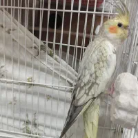 عروس هلندی گل باقالی