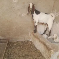 بز ماده