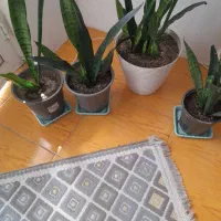 گل سانسورها