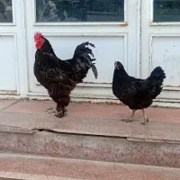 خورس مشکی یک سالو نیم بدون مریزی