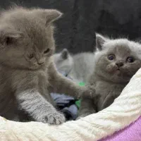 بچه گربه اسکاتیش