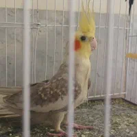 عروس هلندی
