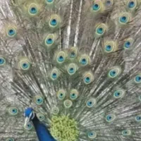 فروش جوجه طاووس