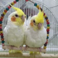 عروس هلندی لوتی ماده  بالغ و جوجه برای دستی کردن
