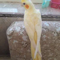 عروس هلندی