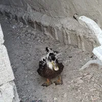فروش اردک ماده تخم گذار