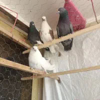 کبوتر