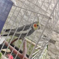 عروس هلندی نر
