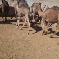 فروش شتر بلبان