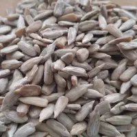 مغز تخمه آفتاب گردان سالم و شکسته
