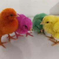 جوجه رنگی