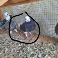کفتر مسافتی نر بسیار درشت قیمت مفت