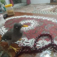 پرنده مرغ مینا