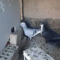 سبز دم سفید ماده