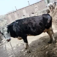 گاوماده