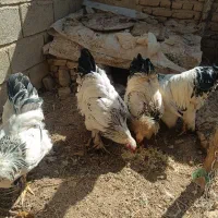 مرغ برهما