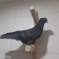 زاغ سیاه آبادانی