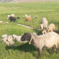 میش معاوضه با وانت دارم