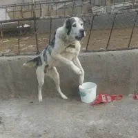 پژدر نکهبان
