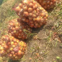 پیاز خوراکی