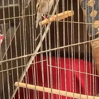 سهره ماده متولد قفس