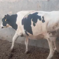 گاو نوبر یه شکم زاییده