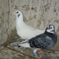 کفتز