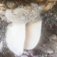 عسل طبیعی