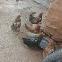 مرغ وخروس  جوجه