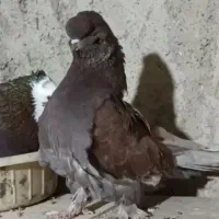 کبوتر