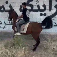 معاوضه فقط با ماشین