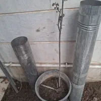 فروش نهال ارغوان و گلدان گلی کوچک