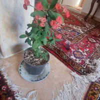 فروش گل تاج خاری