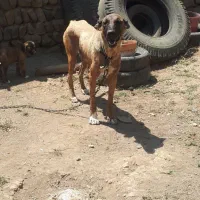 ماده سرابی ۱۶ ماهه