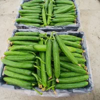 نیازمند چند کارگر بومی خانم برای چیدن خیار گلخانه